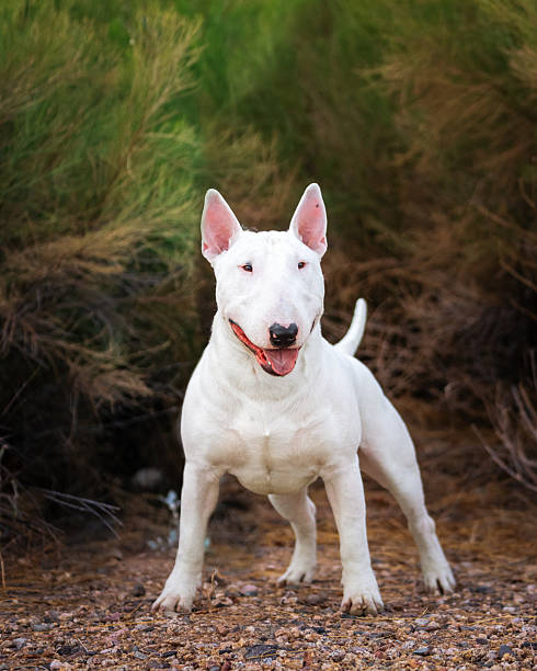 istock White bull terrier posing for a portrait 2239559749