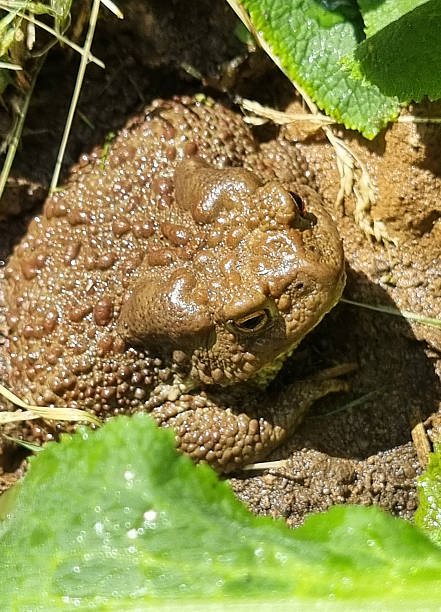 istock Green frog sitting on a fallen tree trunk in the forest in spring or summer 2239560729