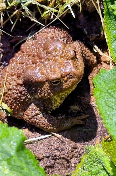 istock Green frog sitting on a fallen tree trunk in the forest in spring or summer 2239560732