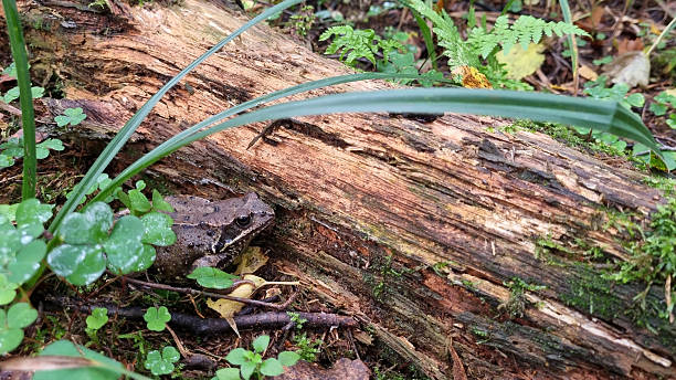Green frog sitting on a fallen tree trunk in the forest in spring or summer