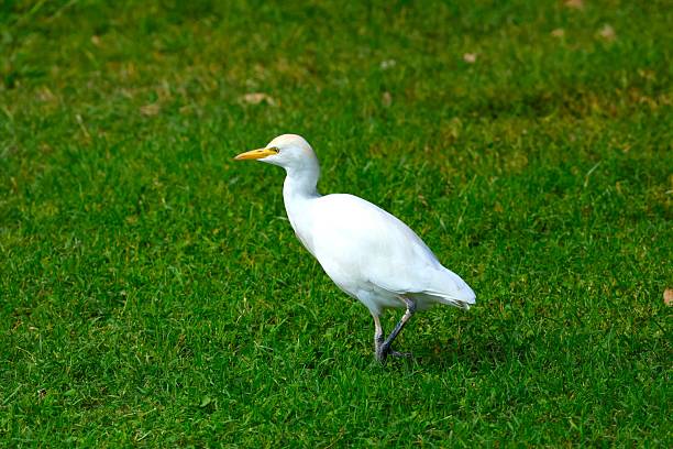 Western cattle egret  on the green meadow