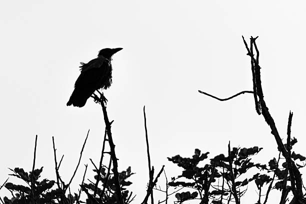 A stark black silhouette of a raven perched on dried branches, set against a bright sky. Evokes solitude, mystery, and natural wilderness, suitable for themes of nature, wildlife, and eerie atmosphere.