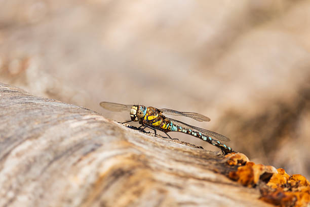 Dragonfly, odonata sitting on tree trunk on sun light. Macro animal background
