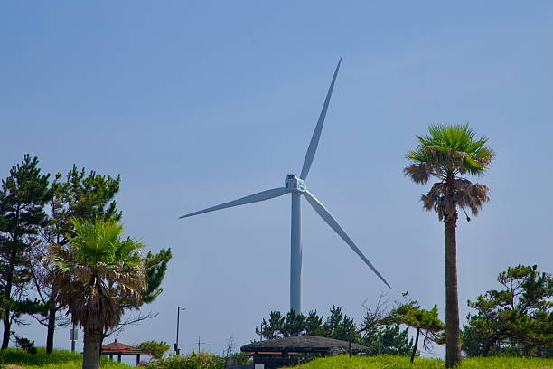 A tall onshore wind turbine turns beyond palms and pines near Gimnyeong Seongsegi Beach, highlighting Jeju's mix of coastal greenery and renewableenergy infrastructure.