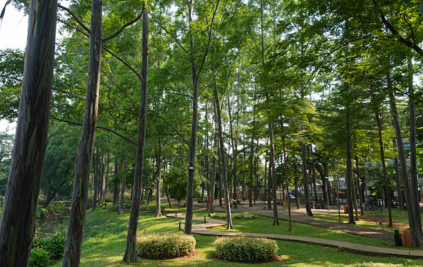 Stock image of a serene public park with no people, featuring a clean jogging track surrounded by lush green trees. The scene is beautifully highlighted by warm morning sunlight, creating a calm and refreshing atmosphere. Perfect for illustrating outdoor fitness, urban green spaces, morning activities, and healthy lifestyle concepts.