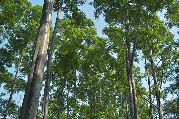 Stock image of tall eucalyptus trees highlighted by warm morning sunlight under a clear blue sky. The image captures the serene natural beauty, vertical tree trunks, and fresh green leaves glowing in the gentle light—perfect for nature, forestry, environment, and landscape-related themes. Ideal for eco-friendly or outdoor concept visuals.