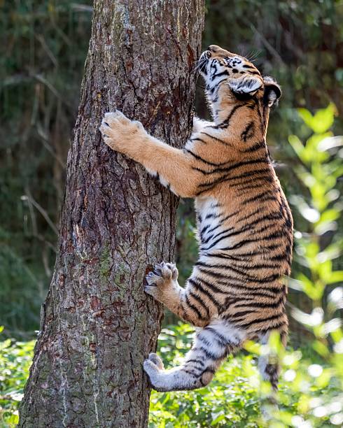 istock Tiger cub climbing a tree in the forest. 2239567897