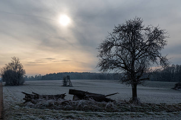 istock Fields covered with hoarfrost, hunter's high seat, with a tree and some firewood in a winter landscape with sun 2239568182