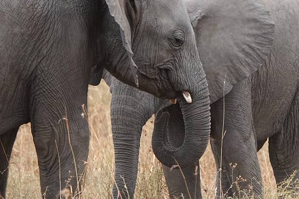 istock Elephants in the Savanna 2239568267