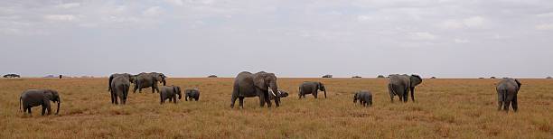 istock Elephants crossing the African savannah. 2239568293