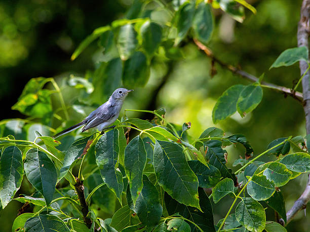 istock Blue-gray Gnatcatcher 2239570602