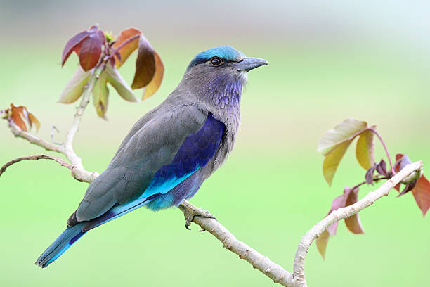istock Indian or Indochinese Roller, exotic grey to blue bird perching on tree branch expose over fine green natural background 2239570737