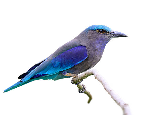 istock Indochinese or Burmese Roller, multiple colors bird with grey, blue and green feathers isolated on white background 2239570743