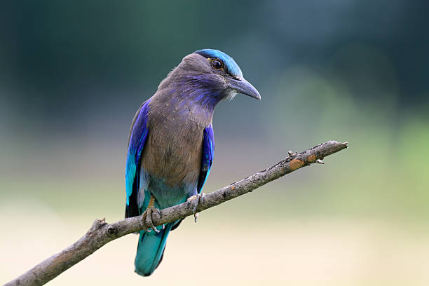 istock Indochinese Roller, beuatiful grey, blue and green bird perching on tree branch expose over far background, exotic nature 2239570813