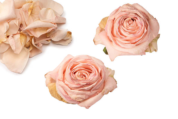 istock Dry pink rose isolated on a white background. 2239571388
