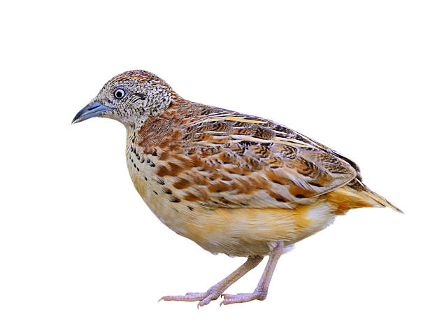 istock common buttonquail, turnix sylvaticus, isolated on white background, beautiful bird with high resolutions 2239571473