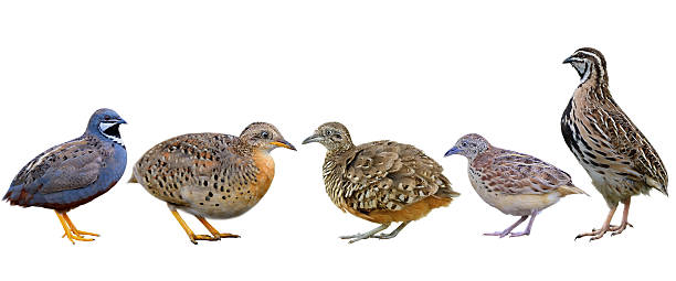 istock blue-breasted quail, yellow-legged buttonquail, barred buttonquail, small buttonquail, rain quail isolated on white background, birds collection 2239571954