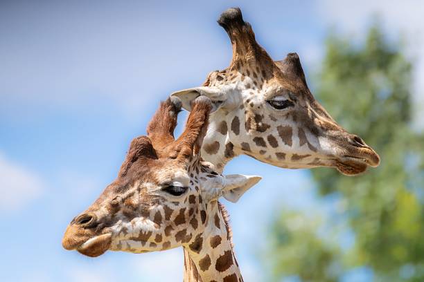 istock Intertwined Giraffes Against Blue Sky 2239572022