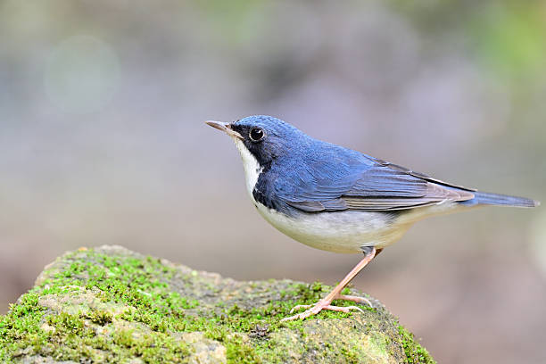 istock siberian blue robin, larvivora cyane, lovely pale tiny blue bird perching on greeny rock while foraging 2239572364
