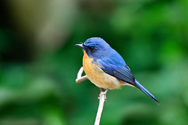 istock blue and orange bird perching on tree branch, hill blue flycatcher, cyornis whitei 2239572388
