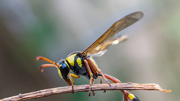 istock Great Potter Wasp or Delta Unguiculatum 2239572819