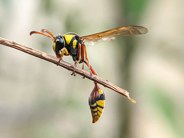istock Great Potter Wasp or Delta Unguiculatum 2239572821