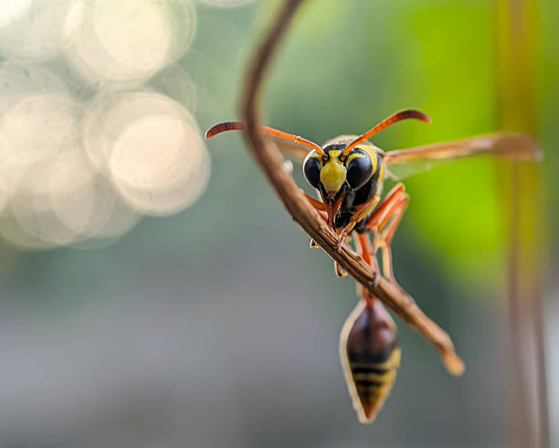 istock Great Potter Wasp or Delta Unguiculatum 2239572955