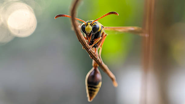 istock Great Potter Wasp or Delta Unguiculatum 2239572956