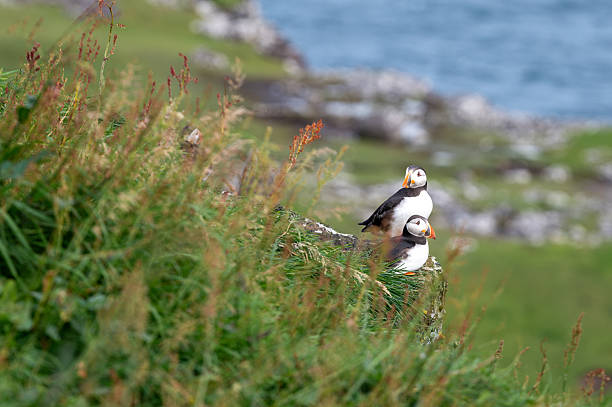istock Atlantic Puffin on Faroe Islands Coastline 2239574880