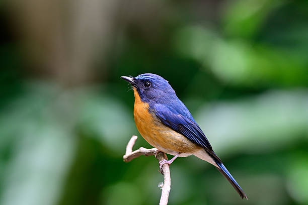 istock beautiful blue and orange bird perching on tree branch, hill blue flycatcher 2239575012