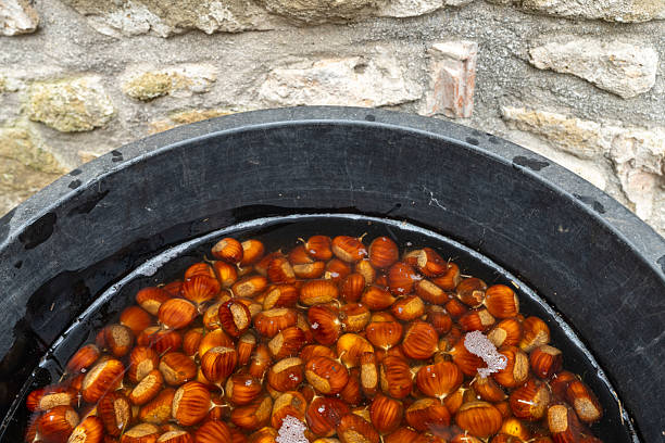 Chestnuts in water, an ancient process to prolong chestnuts life before storing.