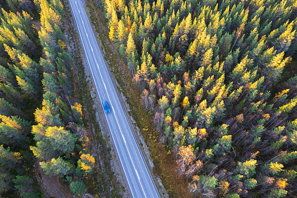 istock Car crossing road in the forest 2239575062