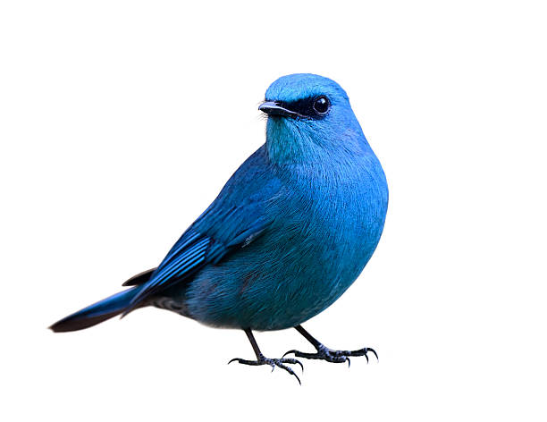vivid blue bird isolated on white background, verditer flycatcher; Eumyias thalassinus