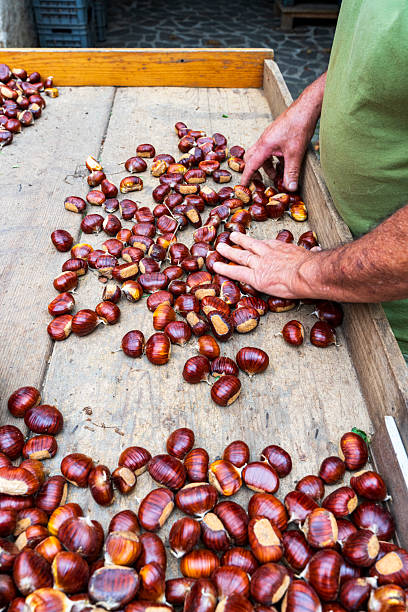 Person choosing chestnuts