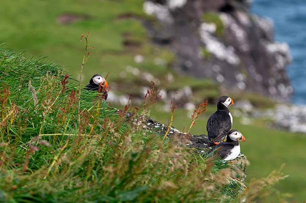 istock Atlantic Puffin on Faroe Islands Coastline 2239575485
