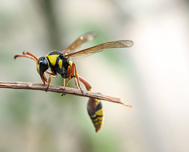 istock Great Potter Wasp or Delta Unguiculatum 2239576362