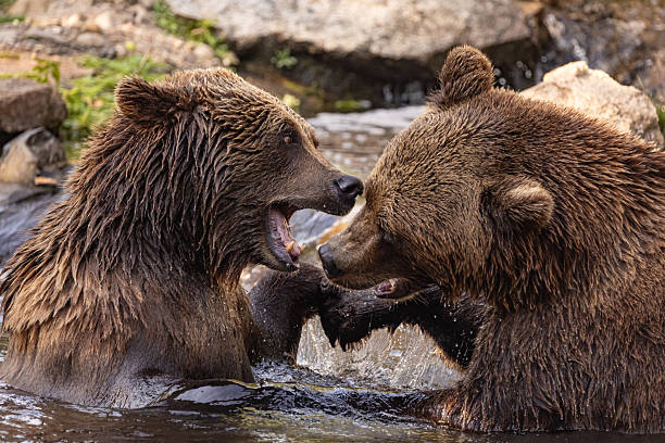 istock two Wild brown bear ,ursus arctos playing 2239577297