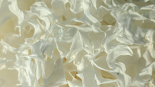 istock Dried Tremella fuciformis white fungus 2239577520