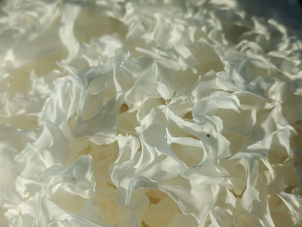 istock Dried Tremella fuciformis white fungus 2239577534
