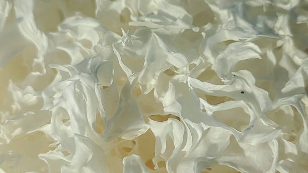 istock Dried Tremella fuciformis white fungus 2239577548