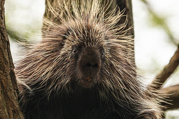 istock North American Porcupine Erethizon Dorsatum standing tree 2239577661