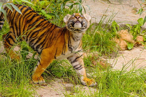Sumatran tiger family with two little cubs.