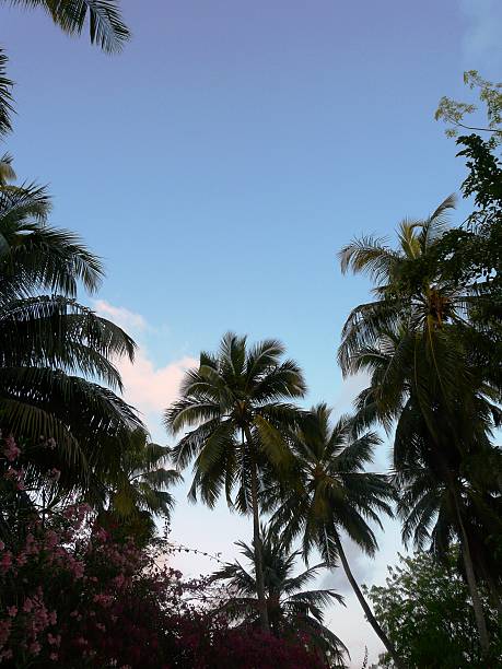 Palm tree leaves. Sky. Tropical climate.