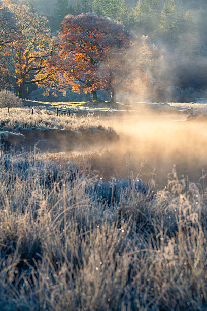 istock Autumn Oak Tree At Misty River Brathay In The Lake District. 2239580400
