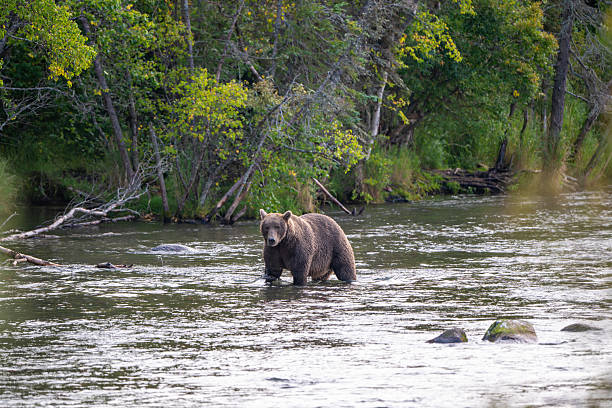 istock An Alaskan brown bear searching for salmon below Brooks Falls. 2239582185