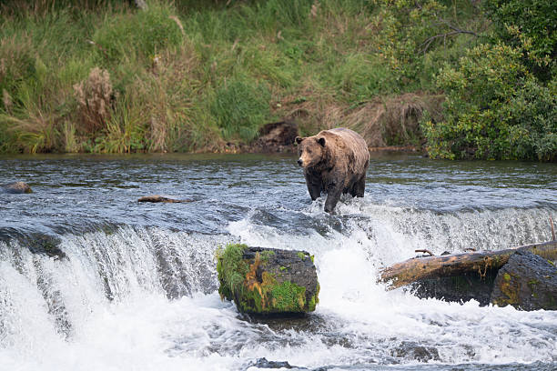 istock An Alaskan brown bear searching for salmon below Brooks Falls. 2239582189
