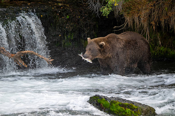 istock An Alaskan brown bear searching for salmon below Brooks Falls. 2239582192