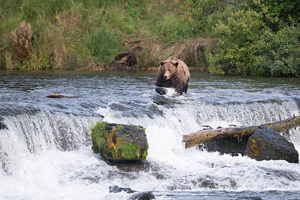 istock An Alaskan brown bear searching for salmon below Brooks Falls. 2239582195