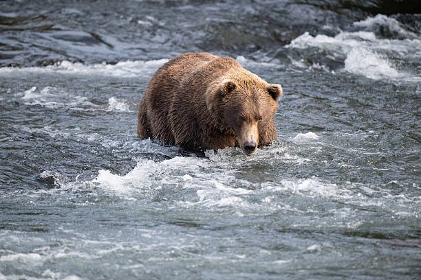 istock An Alaskan brown bear searching for salmon below Brooks Falls. 2239582196