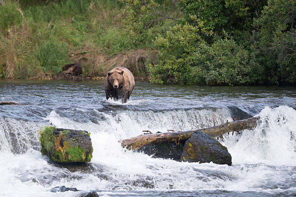 istock An Alaskan brown bear searching for salmon below Brooks Falls. 2239582206